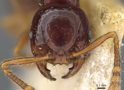 Pristomyrmex mandibularis - CASENT0905848