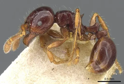 Pristomyrmex mandibularis - CASENT0905848