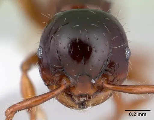 Pristomyrmex minusculus specimen