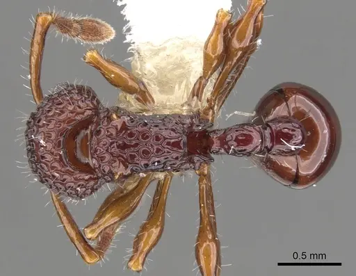 Pristomyrmex modestus specimen