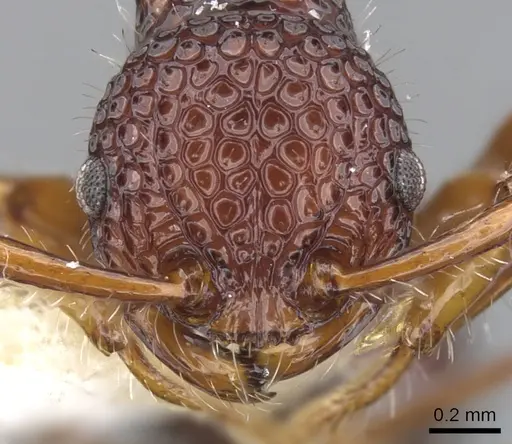 Pristomyrmex modestus specimen