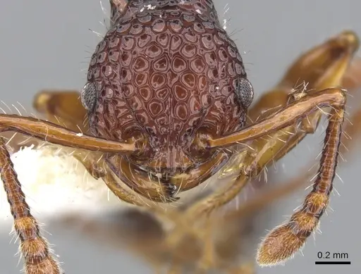 Pristomyrmex modestus specimen