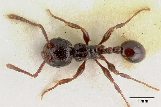 Pristomyrmex nitidissimus specimen
