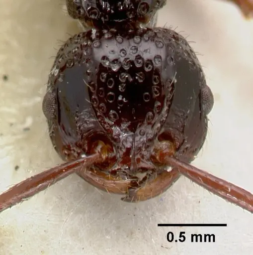 Pristomyrmex nitidissimus specimen