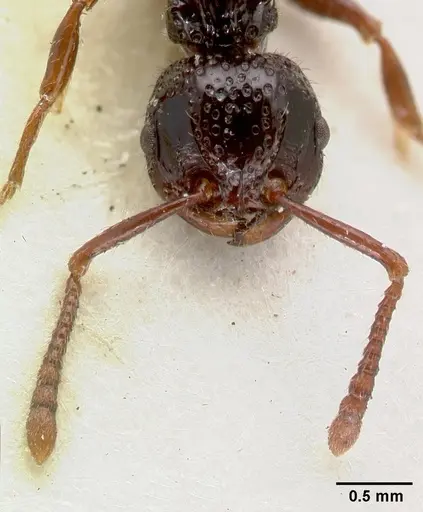 Pristomyrmex nitidissimus specimen