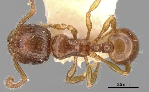 Pristomyrmex obesus specimen