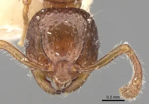 Pristomyrmex obesus specimen