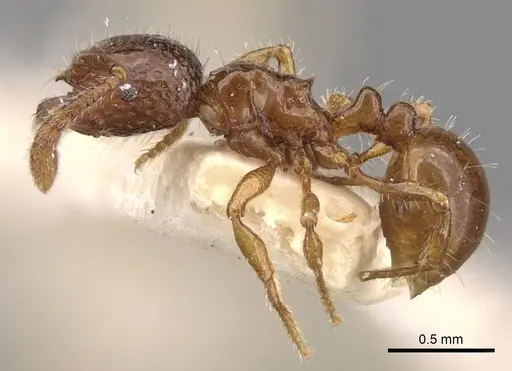 Pristomyrmex obesus specimen