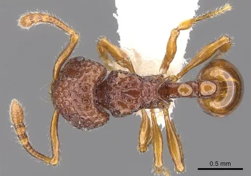 Pristomyrmex occultus specimen