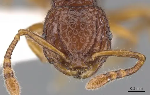 Pristomyrmex occultus specimen