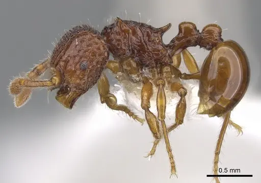 Pristomyrmex occultus specimen