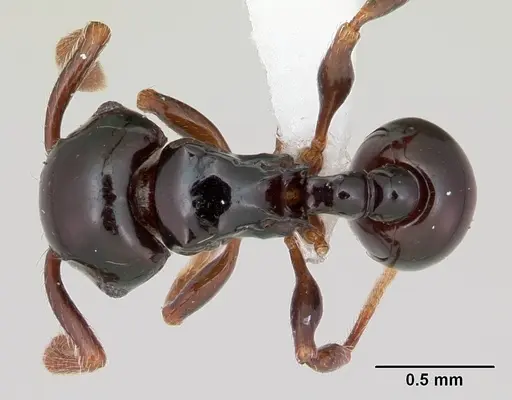 Pristomyrmex orbiceps specimen