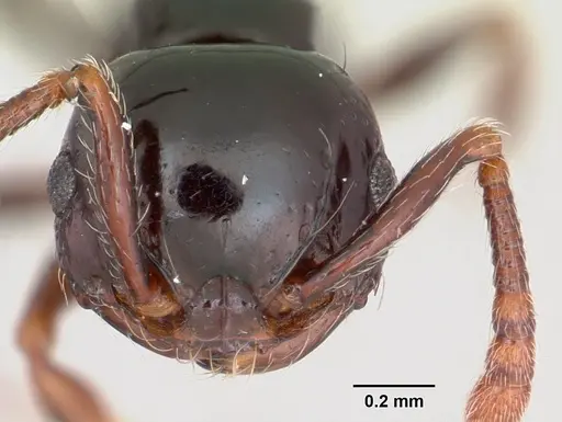Pristomyrmex orbiceps specimen
