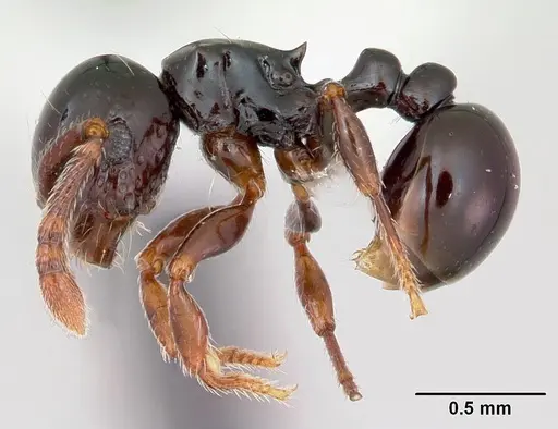 Pristomyrmex orbiceps specimen