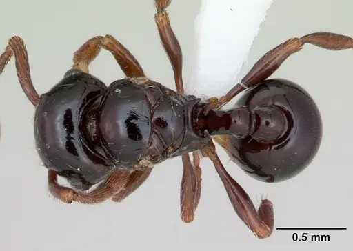 Pristomyrmex orbiceps - CASENT0417739