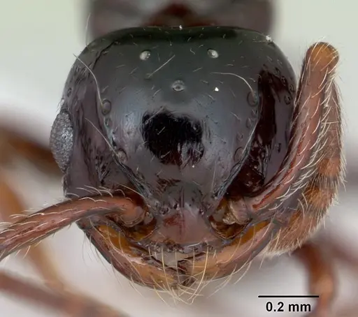 Pristomyrmex orbiceps - CASENT0417739