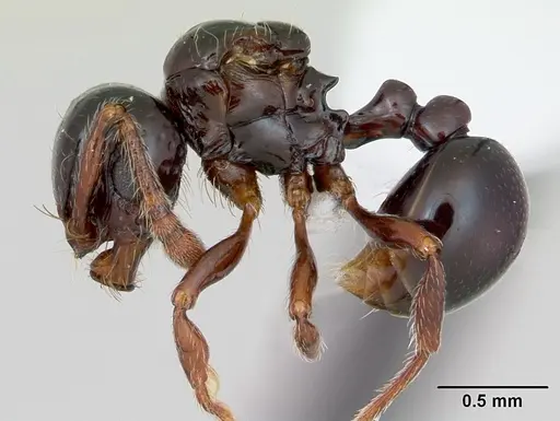 Pristomyrmex orbiceps - CASENT0417739