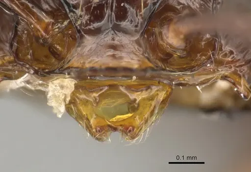 Pristomyrmex orbiceps - CASENT0900315