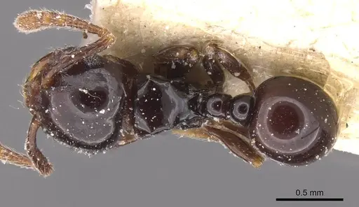 Pristomyrmex orbiceps - CASENT0913031