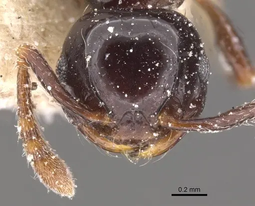Pristomyrmex orbiceps - CASENT0913031