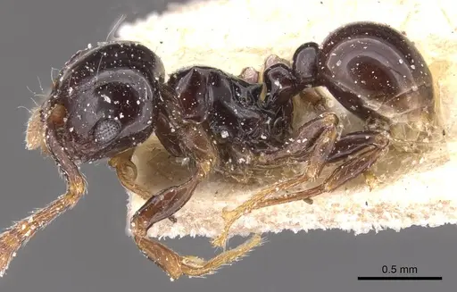 Pristomyrmex orbiceps - CASENT0913031