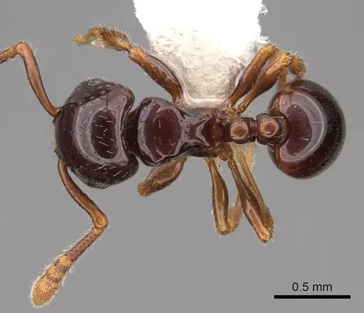 Pristomyrmex orbiceps - CASENT0922989