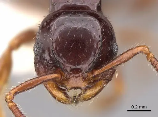 Pristomyrmex orbiceps - CASENT0922989