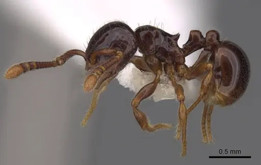 Pristomyrmex orbiceps - CASENT0922989