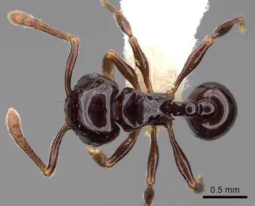 Pristomyrmex orbiceps - CASENT0922993
