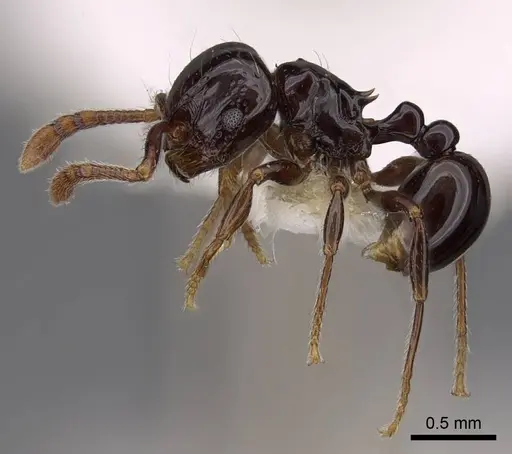 Pristomyrmex orbiceps - CASENT0922993