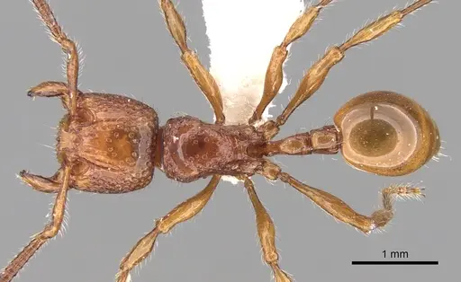 Pristomyrmex picteti specimen