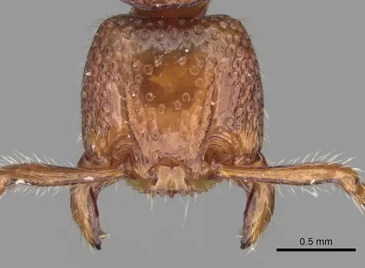 Pristomyrmex picteti specimen