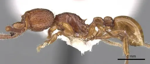 Pristomyrmex picteti specimen