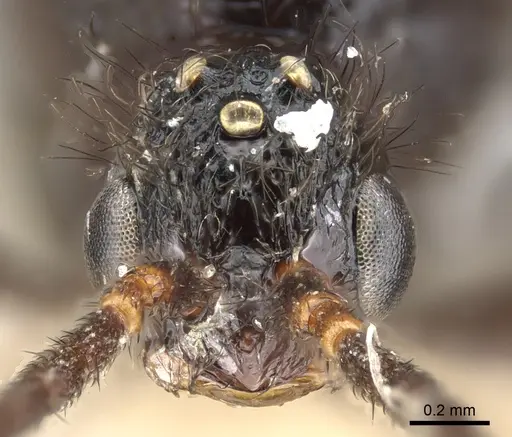 Pristomyrmex pollux specimen