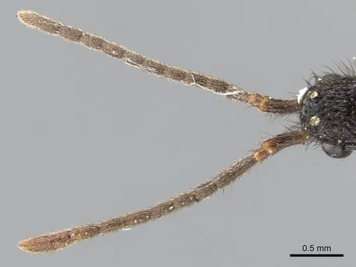 Pristomyrmex pollux specimen