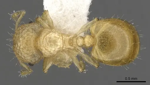 Pristomyrmex profundus specimen