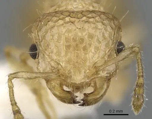 Pristomyrmex profundus specimen