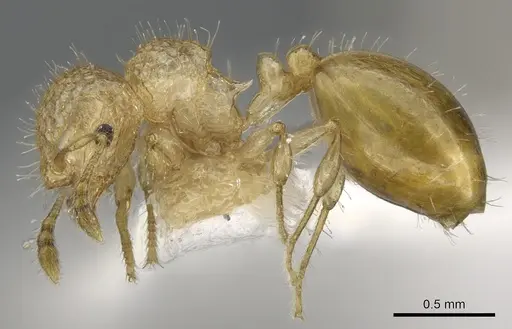 Pristomyrmex profundus specimen