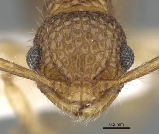 Pristomyrmex pulcher specimen