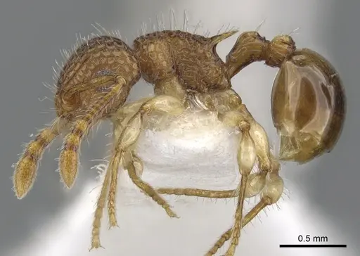 Pristomyrmex pulcher specimen