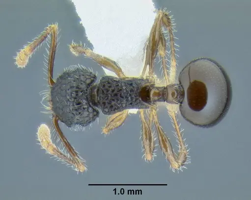 Pristomyrmex punctatus specimen
