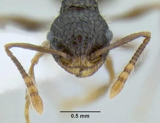 Pristomyrmex punctatus specimen