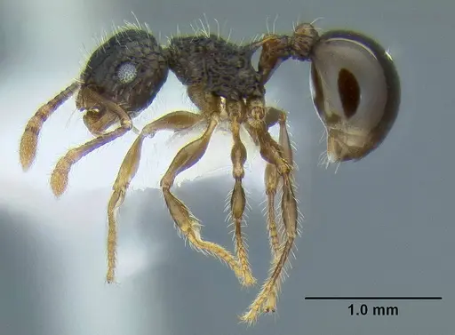 Pristomyrmex punctatus specimen