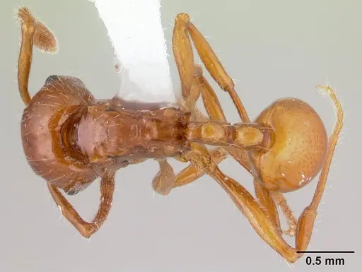 Pristomyrmex quadridens specimen