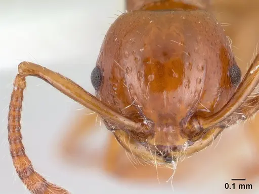 Pristomyrmex quadridens specimen