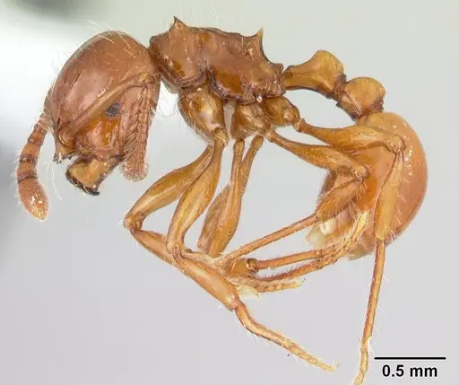 Pristomyrmex quadridens specimen