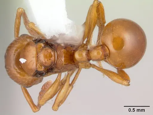 Pristomyrmex quadridens - CASENT0178412
