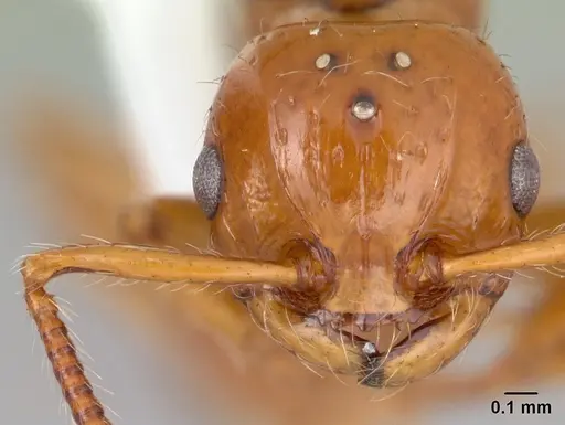 Pristomyrmex quadridens - CASENT0178412