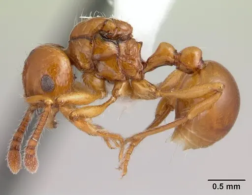 Pristomyrmex quadridens - CASENT0178412