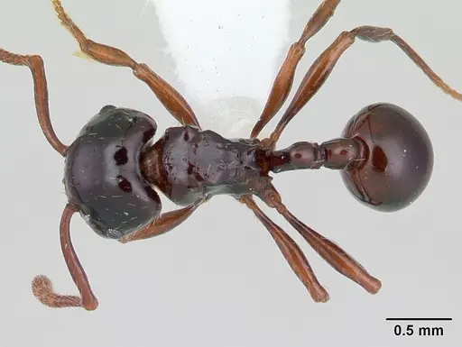 Pristomyrmex quadridens - CASENT0178444